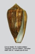 Conus textile (f) cholmondeleyi